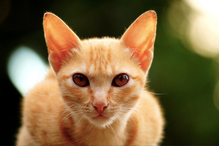 Foto de gato naranja