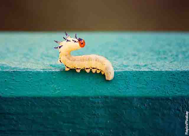 Foto de un gusano blanco en una pared que muestra lo que es soñar con gusanos en el cuerpo