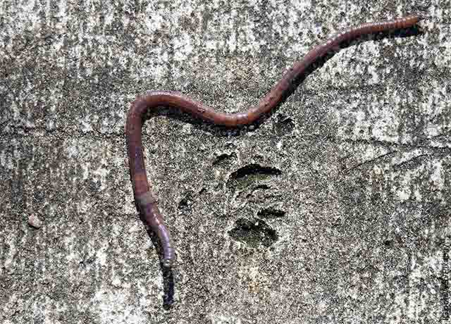Foto de un gusano largo en el piso
