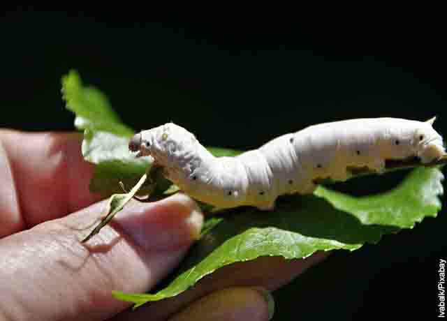 Foto de un gusano blanco sobre una hoja que sostiene una persona
