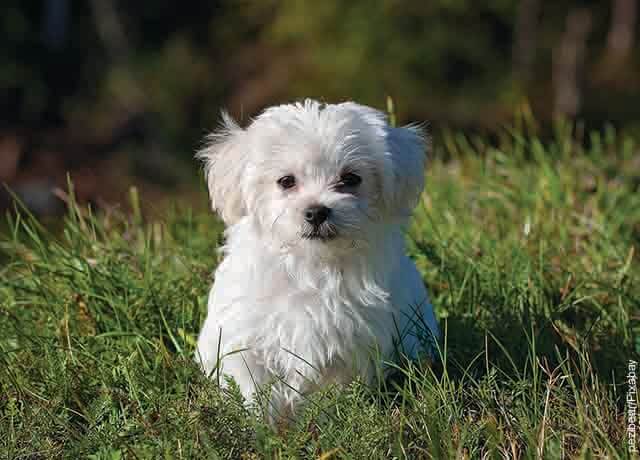 Foto de un cachorrito sentado en el pasto