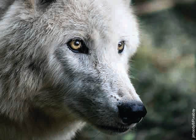 Foto de la cara de un perro lobo