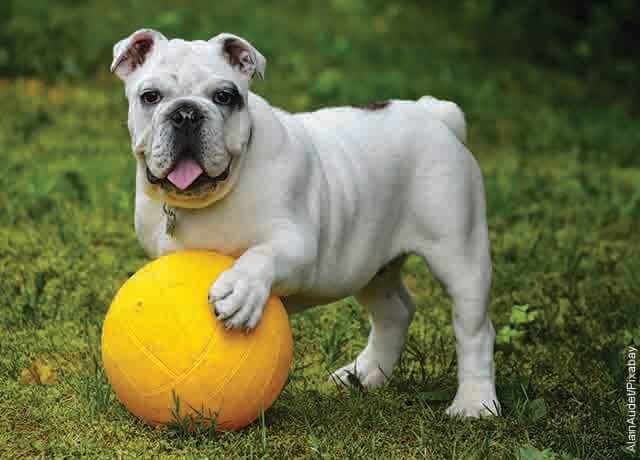 Foto de un cachorro con un balón que muestra lo que es soñar con perro blanco