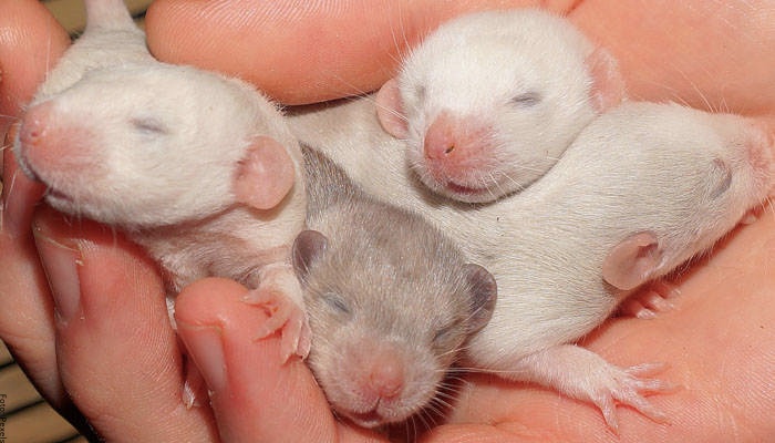 Foto de ratones blancos recién nacidos