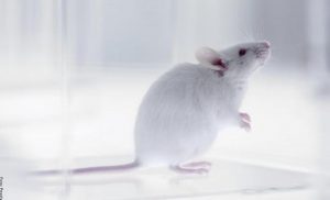 Soñar con ratones blancos, ¿qué quiere decir?