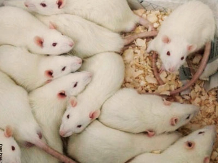 Foto de muchos ratones blancos