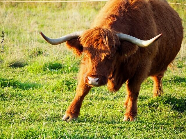 foto de vaca corriendo