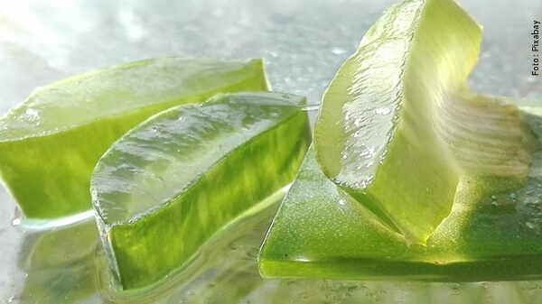 foto de aloe vera