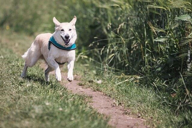 Foto de perro corriendo en el campo