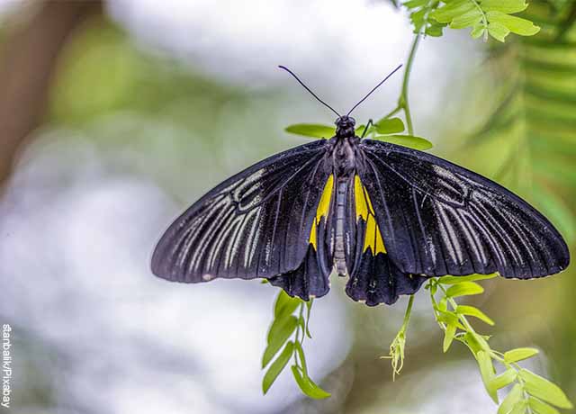 Foto de una mariposa en una hoja parada que muestra lo que es soñar con mariposas negras