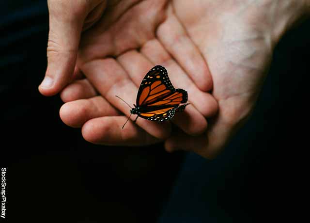 Foto de una persona sosteniendo una mariposa en la mano