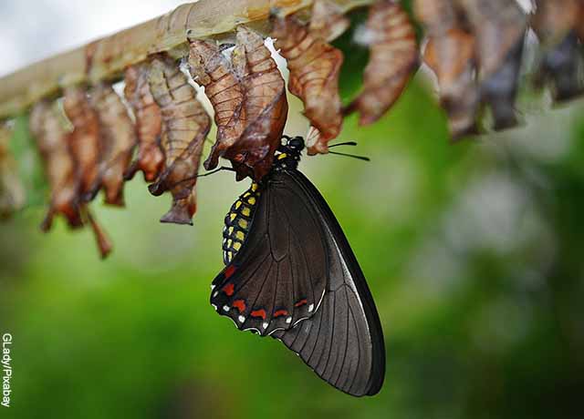 Foto de una mariposa sobre un tronco
