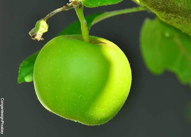 Foto de una manzana verde