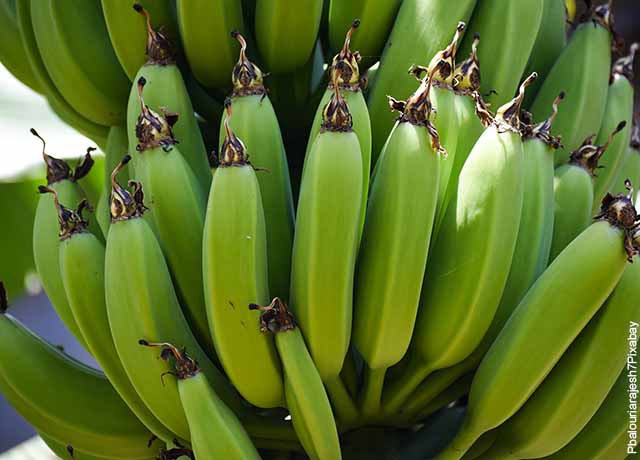 Foto de plátanos verdes en racimo