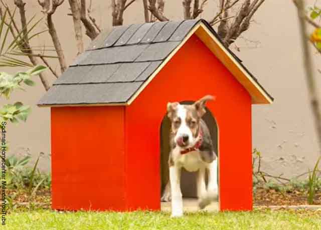 Foto de un perro saliendo de una casa