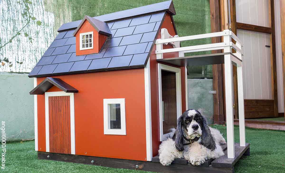 Foto de un perrito fuera de una casa que revela cómo hacer una casa para perro