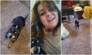 Mujer tuvo que aprender español para que su perrito "le entendiera"