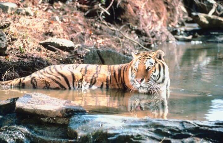 Foto de un tigre en el agua