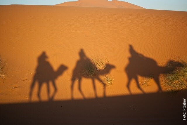 foto de camellos