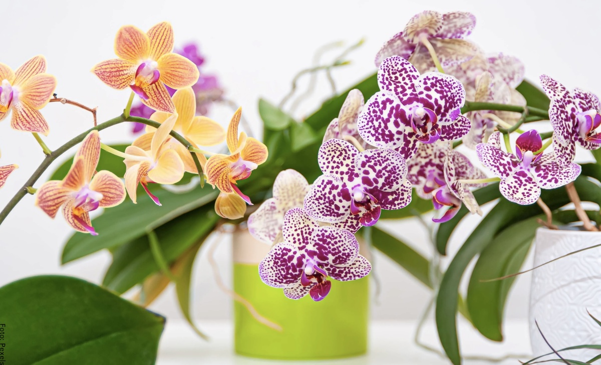 Cómo cuidar orquídeas en casa, ¡para que se vean preciosas!