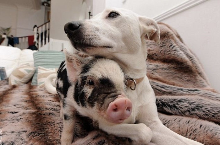 Foto de mini pig y un perro