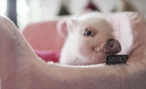 Cómo cuidar un mini pig, ¡esto es lo que debes saber!