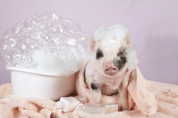 Foto de mini pig en baño