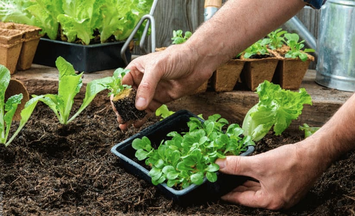 Cómo cultivar hortalizas, ¡estas son las que puedes tener en casa!