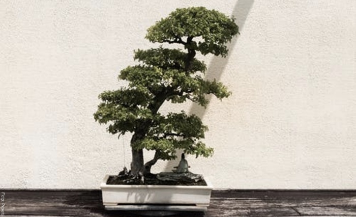 Foto cuidados de un bonsái