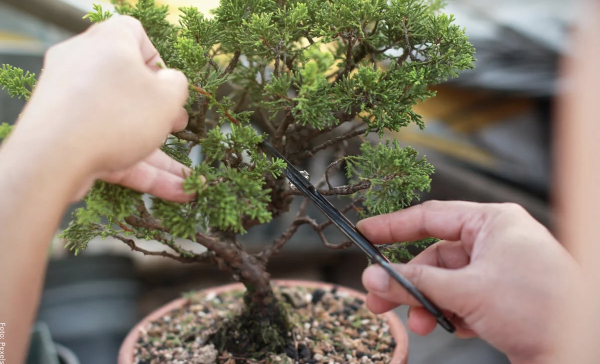 Especies de bonsái, ¡todo lo que debes saber!