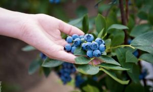 ¿Qué frutas puedo cultivar en casa? Aquí tenemos la respuesta