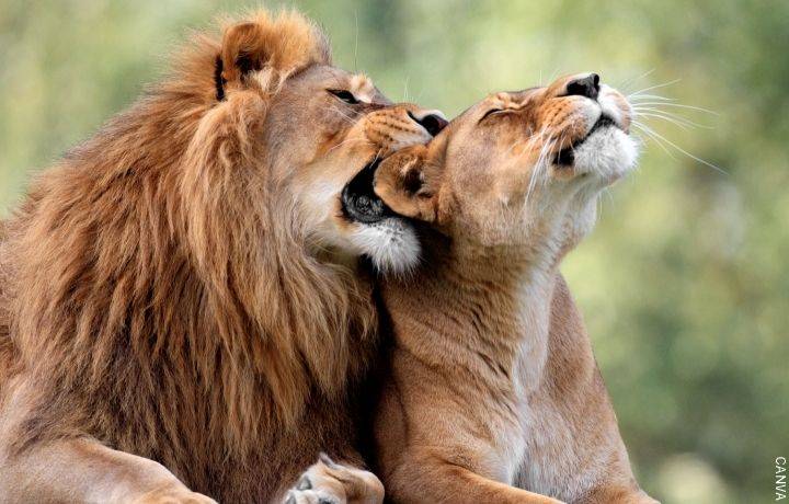 Foto de león mordiendo oreja de leona