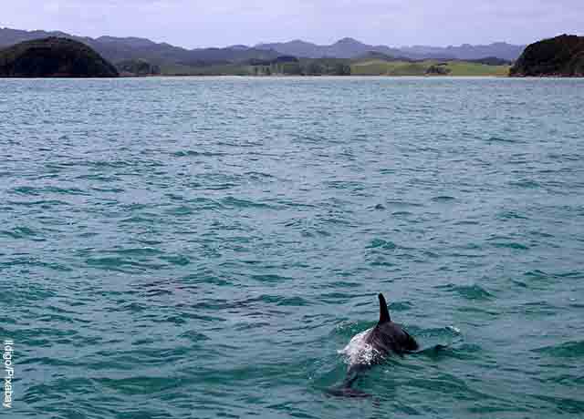 Foto de un delfín en el mar que revela lo que es soñar con delfines