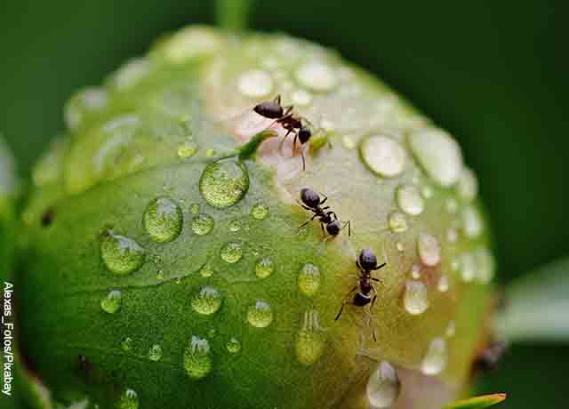Foto de varias hormigas caminando sobre una fruta