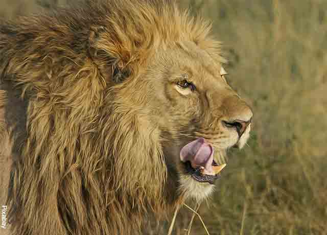 Foto de un león bostezando