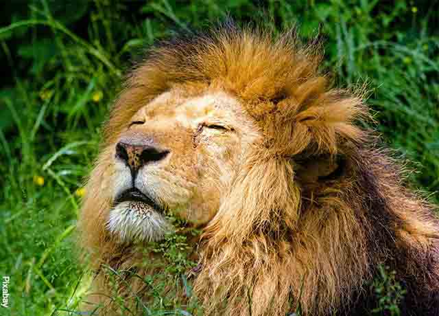 Foto de un léon con los ojos cerrados que muestra lo que es soñar con leones
