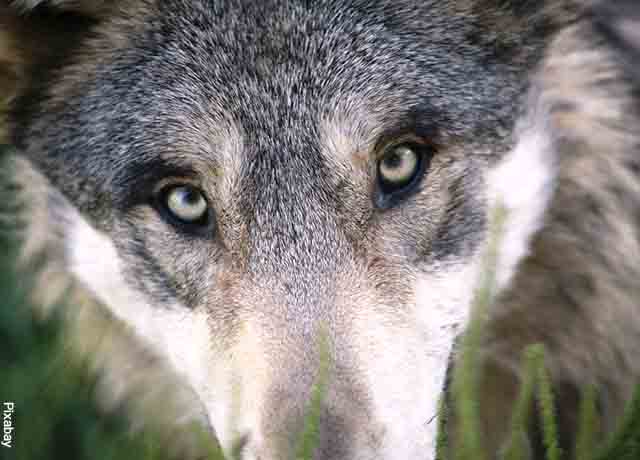 Foto de la cara de un lobo gris que revela lo que es soñar con lobos