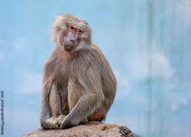 Foto de un mico de color gris sentado sobre una piedra