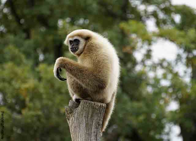 Foto de un mico sobre un palo de madera que revela qué es soñar monos
