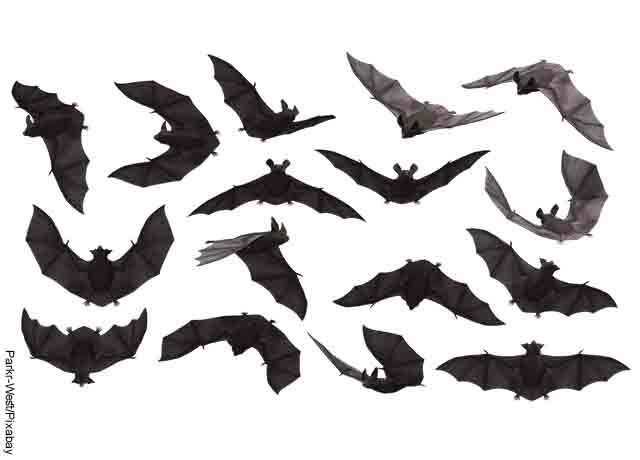 Foto de varios murciélagos volando
