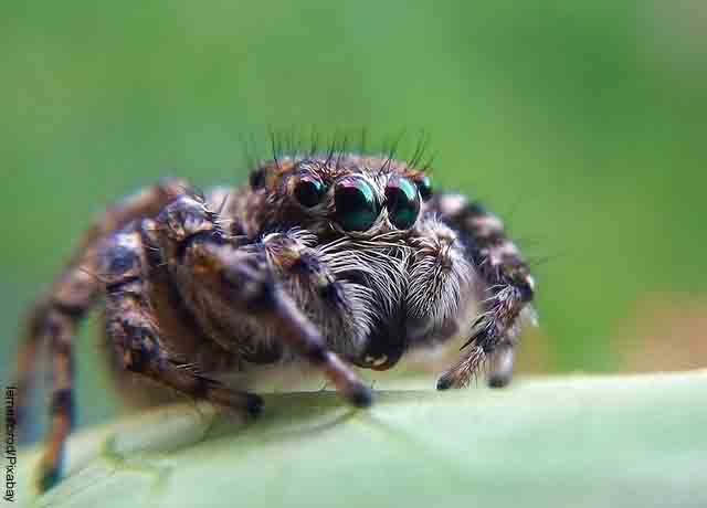 Foto de una araña grande sobre una hoja