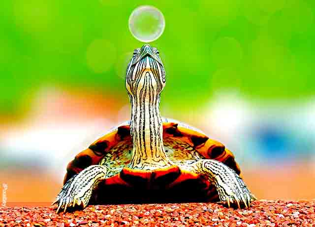 Foto de una tortuga con una burbuja de jabón