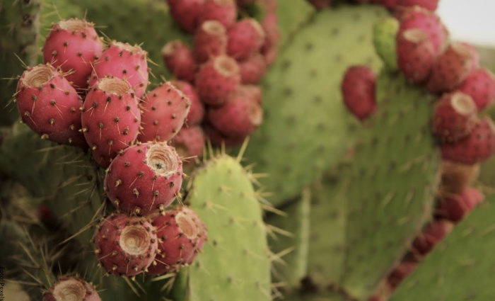 Foto fruto de cactus
