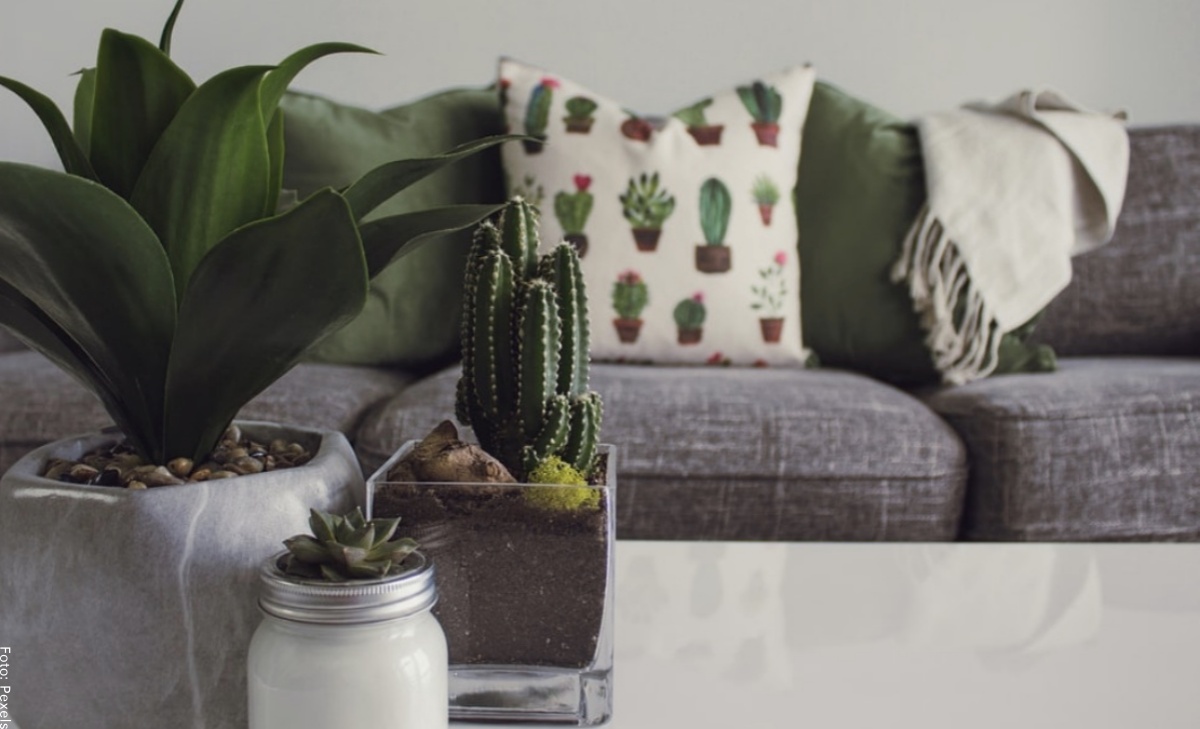 Tipos de cactus indicados para tener en casa