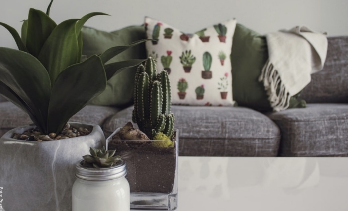 Foto de cactus para decorar