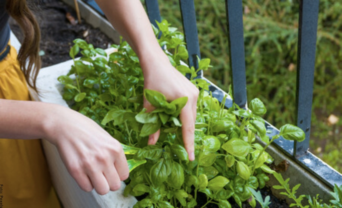 Cómo plantar una huerta + 5 alimentos con los que puedes empezar