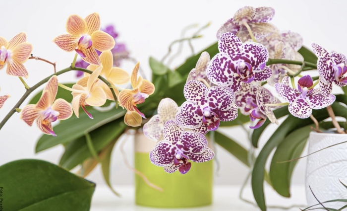 Foto de orquídea