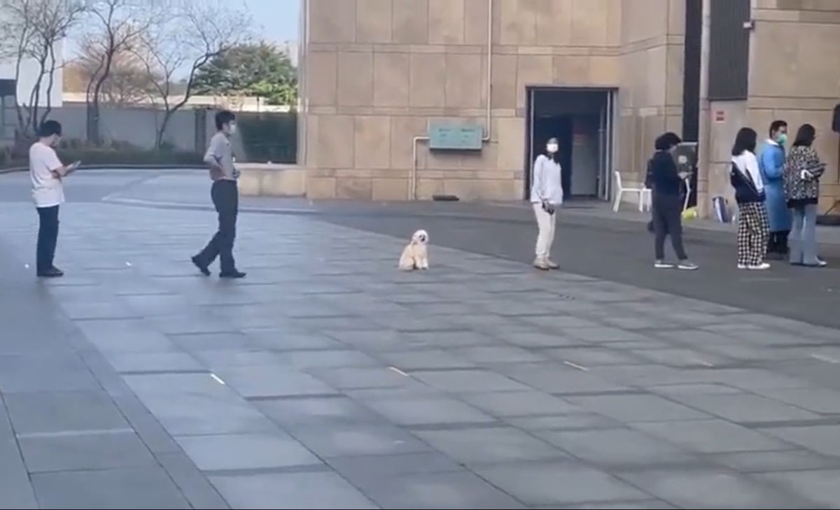 ¡Perrito se hizo viral por hacer fila y respetar el distanciamiento!
