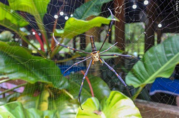 Foto de una araña en su telaraña para ¿qué significa soñar con arañas grandes?