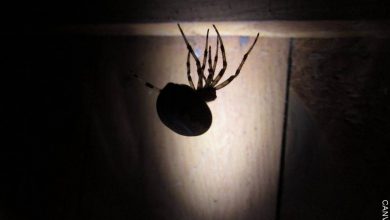 ¿Qué significa soñar con arañas grandes?